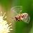 cyberbee