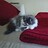 Elaine_Stewart