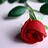 merna1999ms