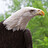 Papa_Eagle