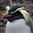 Penguin_Girl