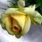 rosebud
