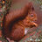 squirrelcat