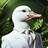 wiseduckdev