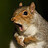 A_Wildlife_Pro_DFW