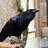 corvid